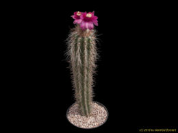 Moravetzia doelziana 883